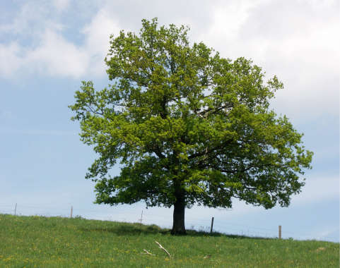 Growing Union - Europa Botanisch / Deutschland - Quercus robur - Stieleiche