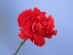 Growing Union - Europa Botanisch / Portugal - Dianthus caryophyllus - Nelke