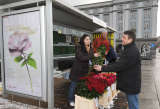 52 Ways &ndash; Fair Roses save the World