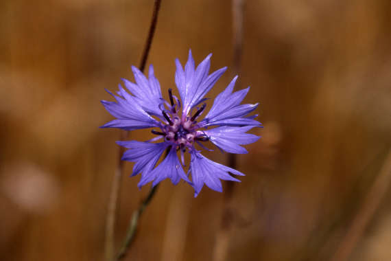 Growing Union - Europa Botanisch / Estland - Kornblume