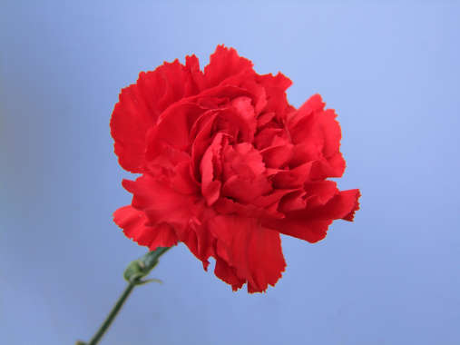 Growing Union - Europa Botanisch / Portugal - Dianthus caryophyllus - Nelke